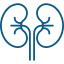 Nephrology Icon