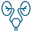 Urology Icon